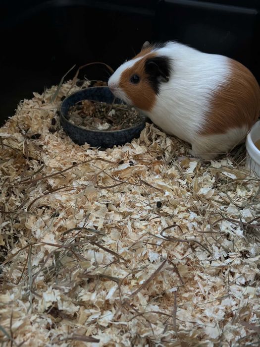 Porcusor de guineea