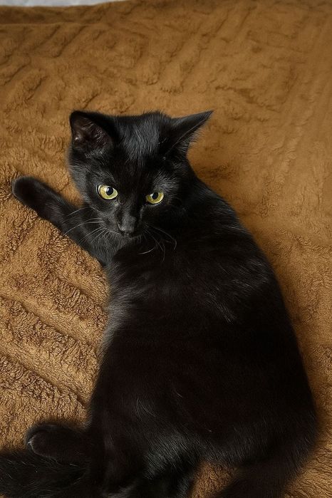 Отдам котят подростки