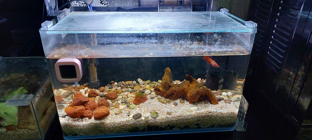 Китайский аквариум