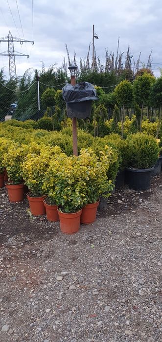 Plante ornamentale