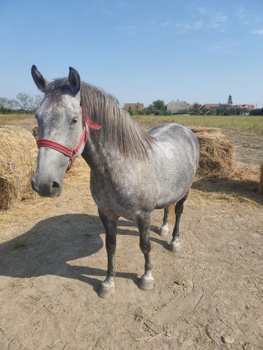 Iapa Lipitan cu Pedigree de la Herghelie