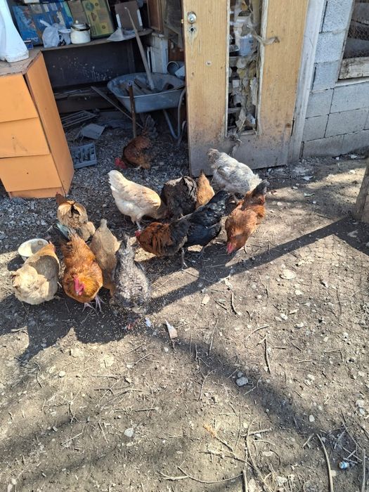 Продам петухов.  Молодые