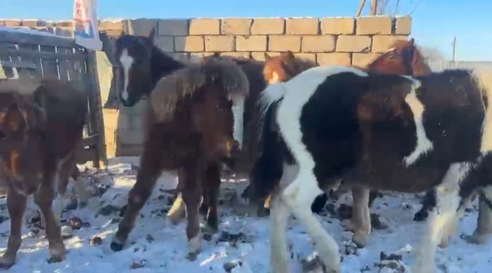 Жеребята 2025г.р