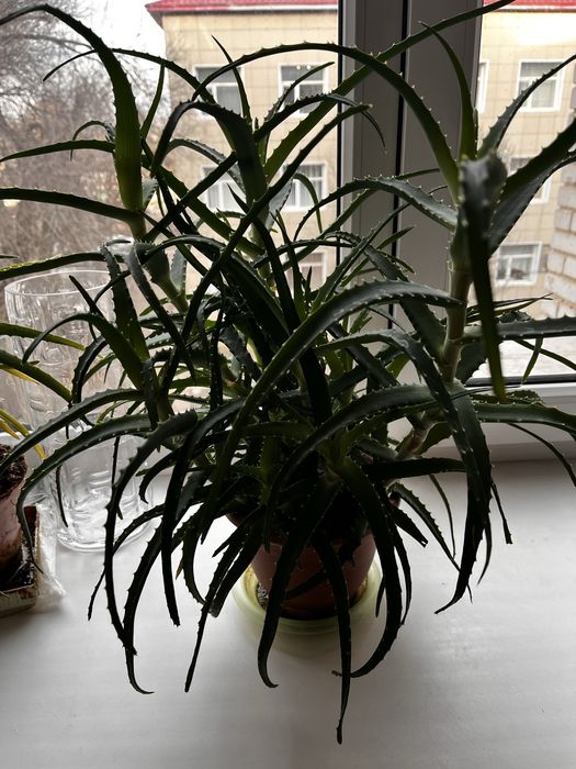 Алое столетник древовидное