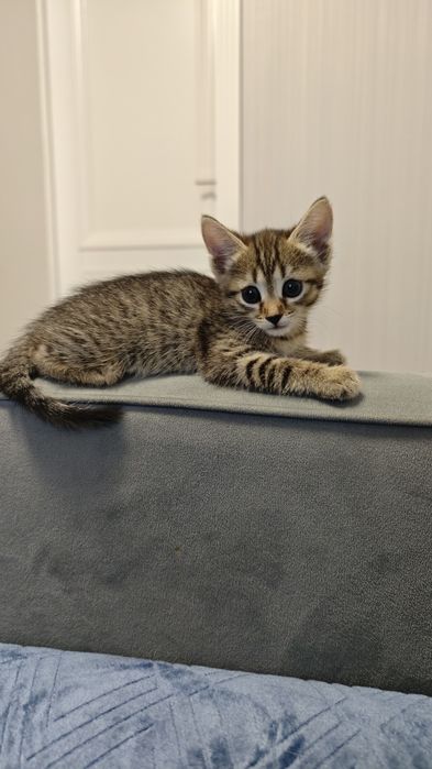 Котята (2 месяца) в добрые руки!