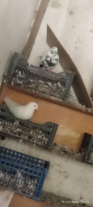 Oq popukli va har xil zotli kaptarlar sotiladi