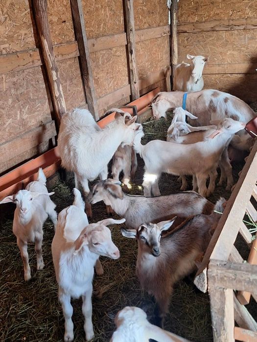 De vanzare iezi metisuri