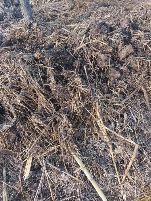 Gunoi de grajd  super pret