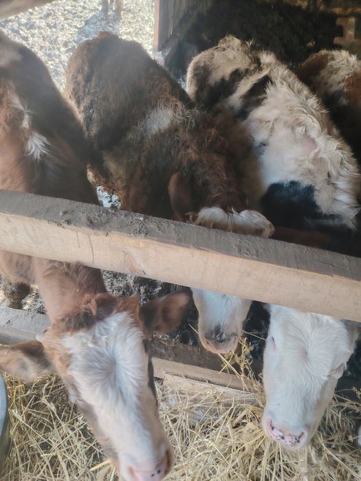 Viței cu media de 250kg