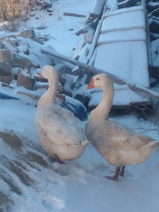 Гуси порода «линда»