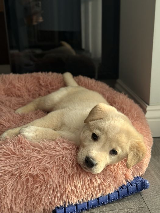 Продается щенок Лабрадора