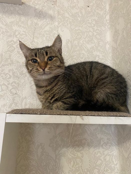 Кошечку в добрые руки