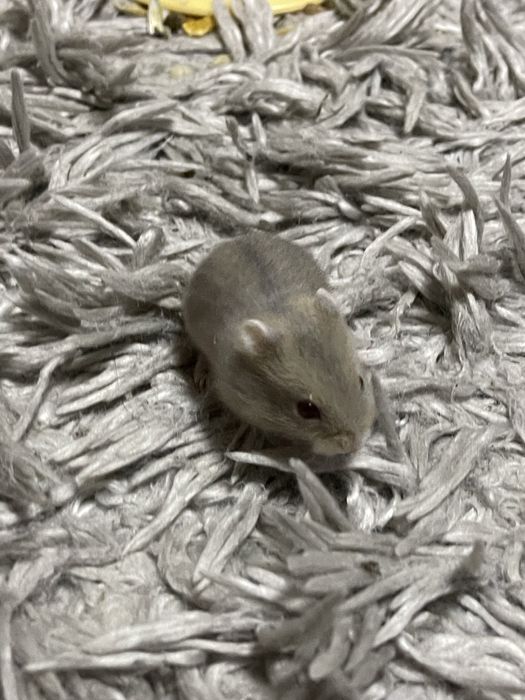 Vand hamsteri Asiatici .