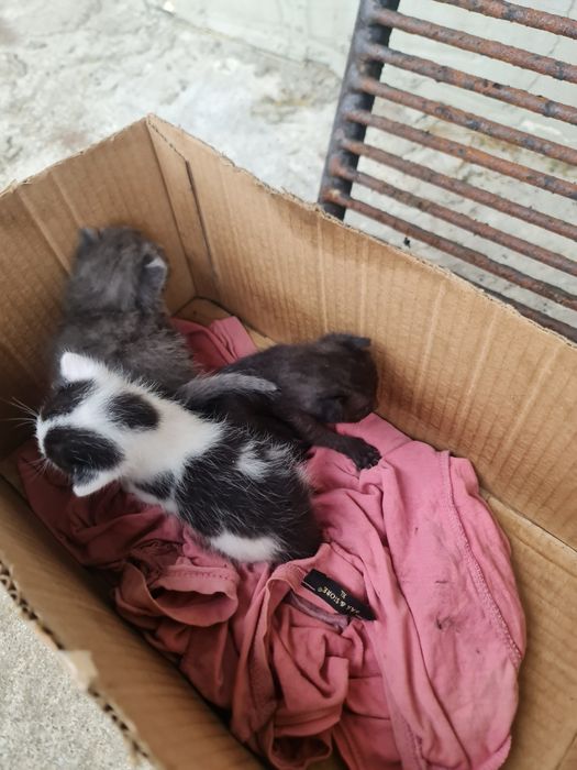 Donez pui de pisică găsiți și salvați-sănătoși!