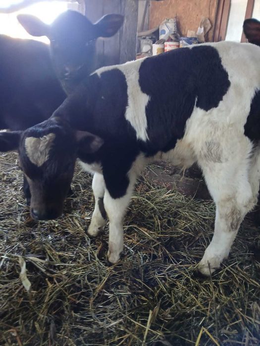 Vitel de 4 saptamani BNR!