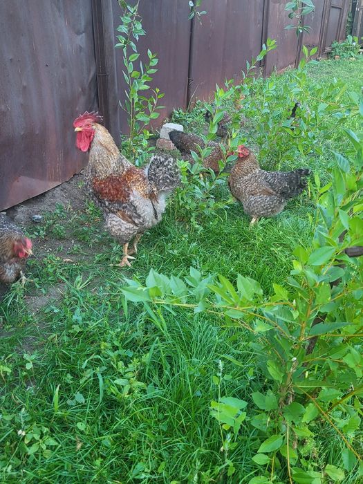 Продам частный дом