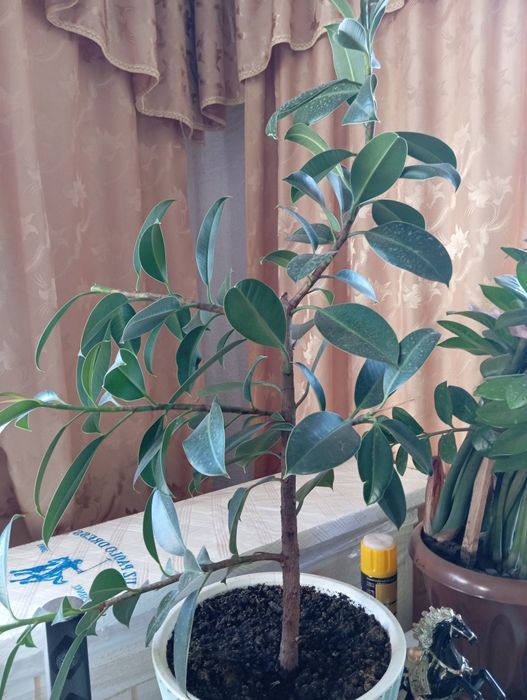 Продам большие комнатные цветы