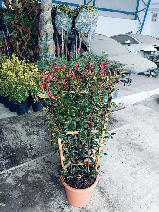 Mesteacăn cu coja alba tei fhotinia red robin