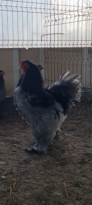 Vand familie brahma albastru