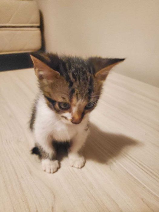 Две прекрасни котенца на 2 месеца търсят дом