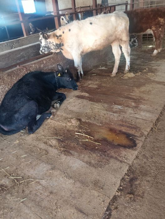 Продаются телочки