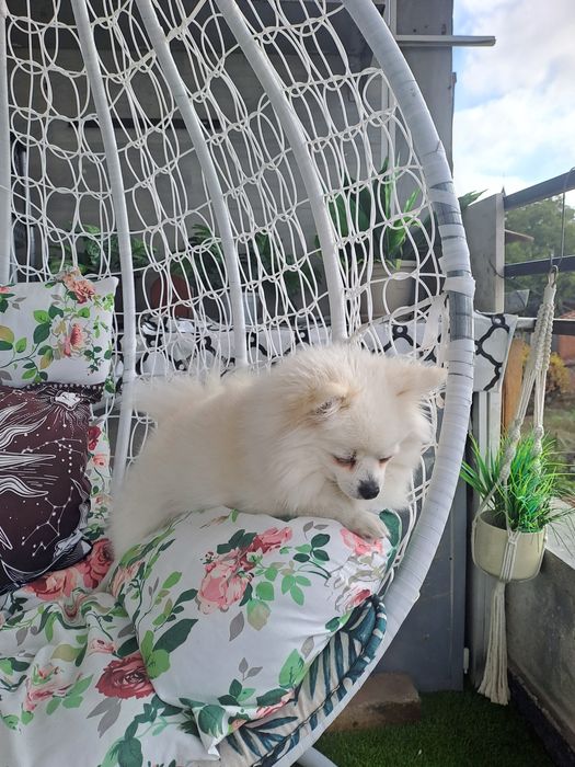 Продавам женски  бял  померан на 3 години