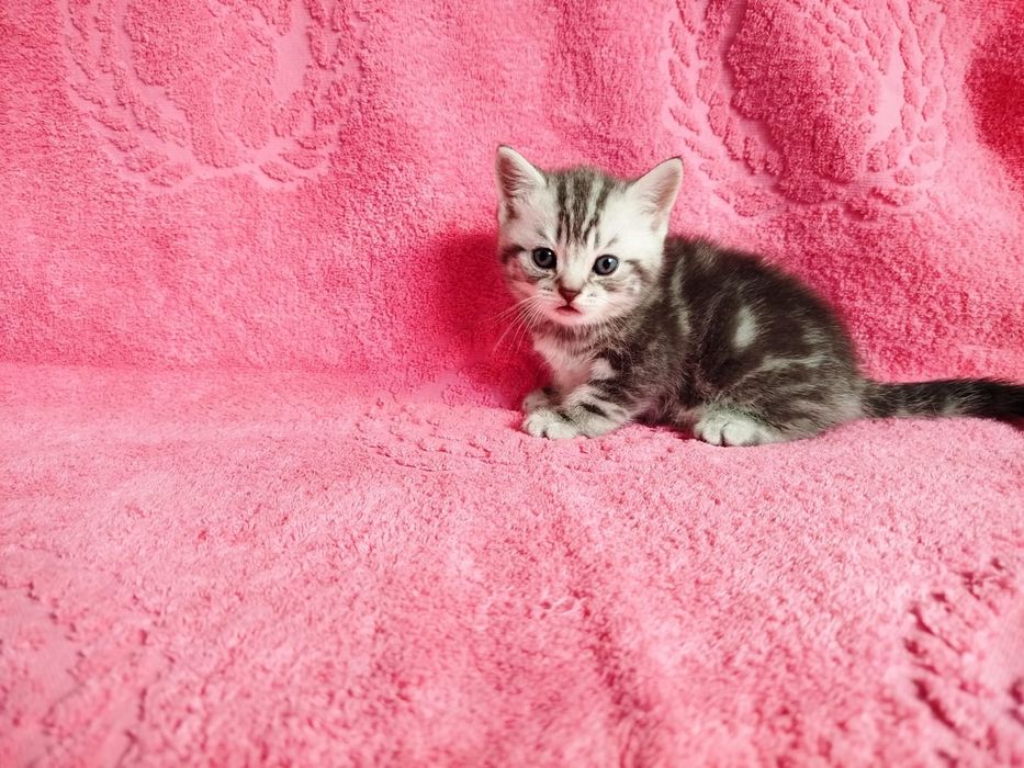 Котята Британцы .