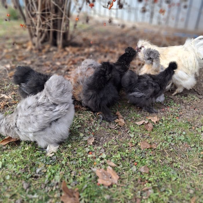 Китайские шёлковые