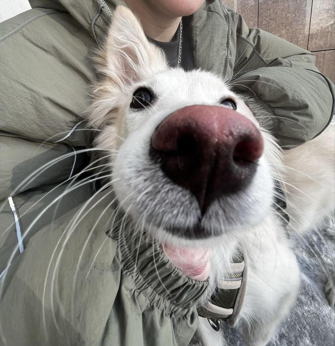 Отдам собаку девочку