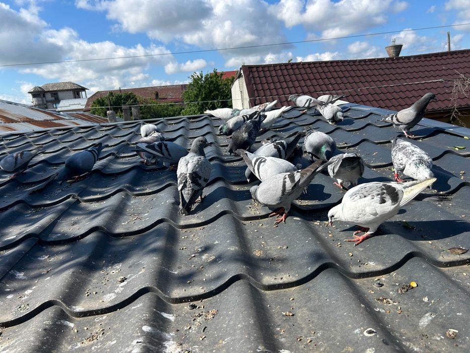 Porumbei  Voiajori  inclusiv   pui vand pe   toti 30   bucati