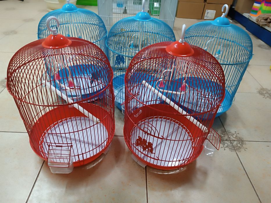 Попугай волнистые