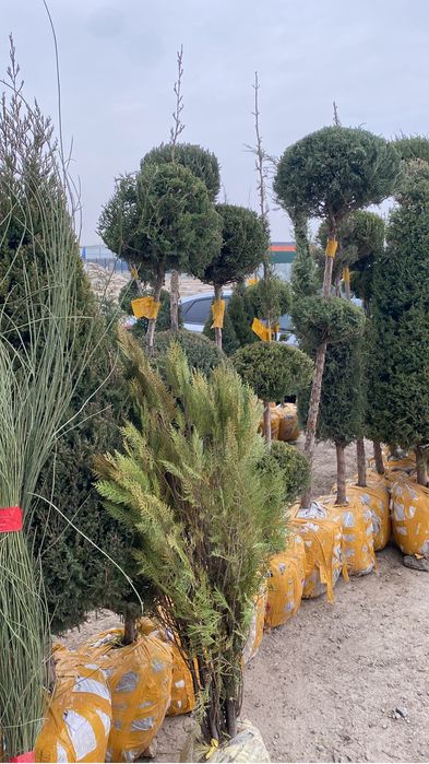 Тал егу  тал сату барлық гүлдер бар