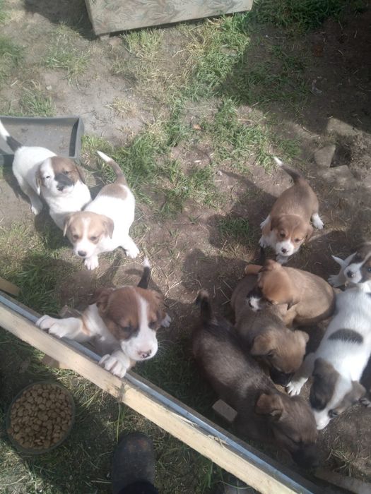 Donez pui de metis beagle.