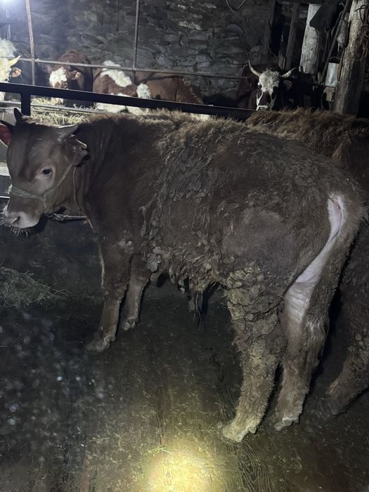 14 бас торпақтар сатылады