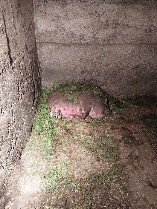 виетнамски прасета