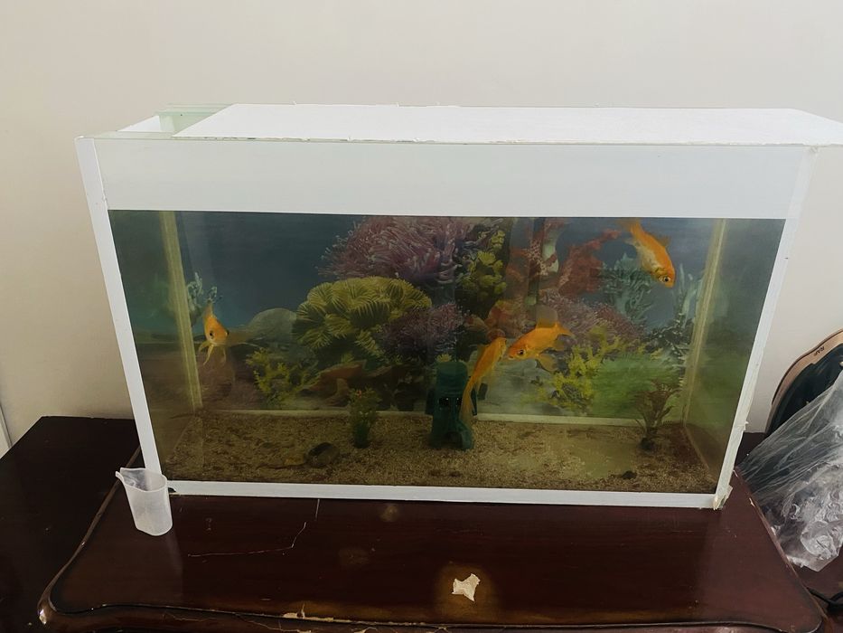 Аквариум с рыбками