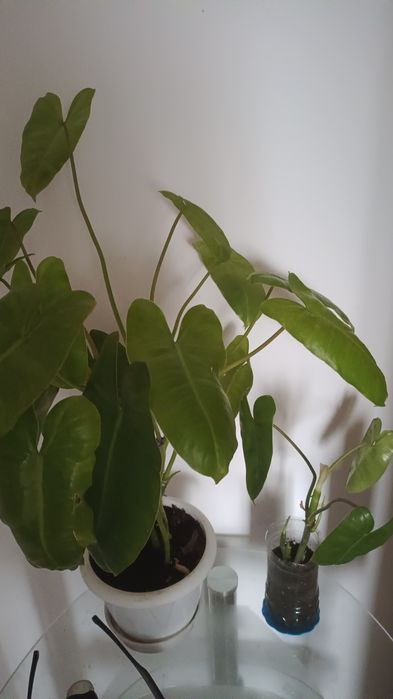 Анлонема 3200 филодендрон 1200