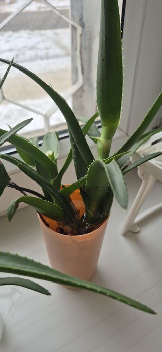 Алое, есть с корнями и без