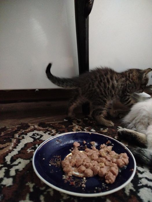 Котята  в добрые руки