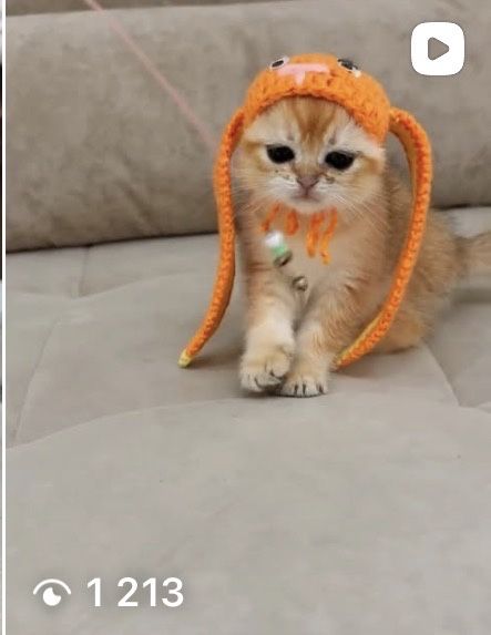 Котята шиншилята