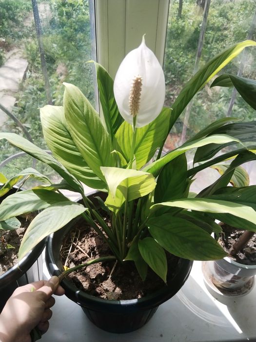 Продам цветы комнатные