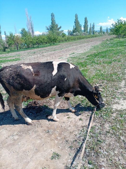 Карова не дорого