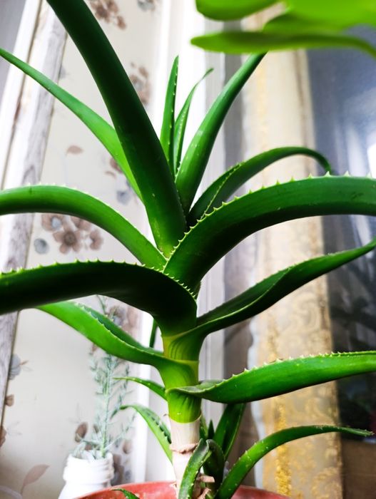 Алое лечебный  5-ти летньий