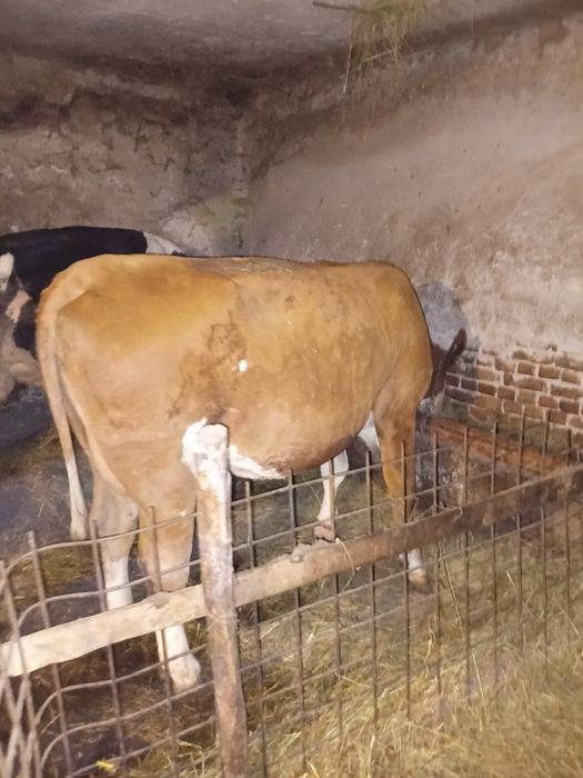 Vând juninca de 2 jumate