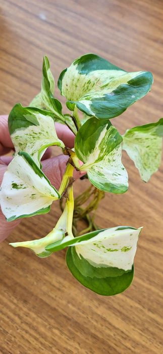 Эпипремнум Манжула ( Хеппи Лиф, Марбл Эппл)