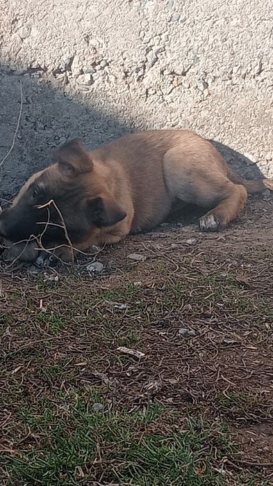 Щенки 2 месяц кабельи 1 сука