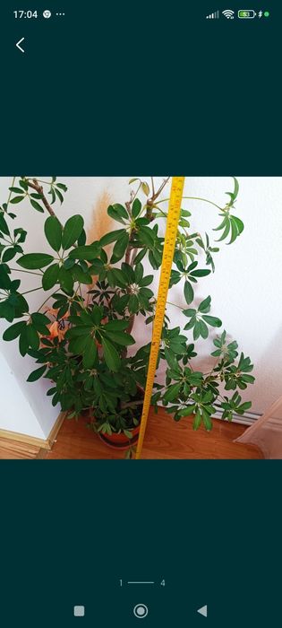 Цвете Зелена лилия 8 €; Зелена шефлера 40€; Драцена фрагранс 15€