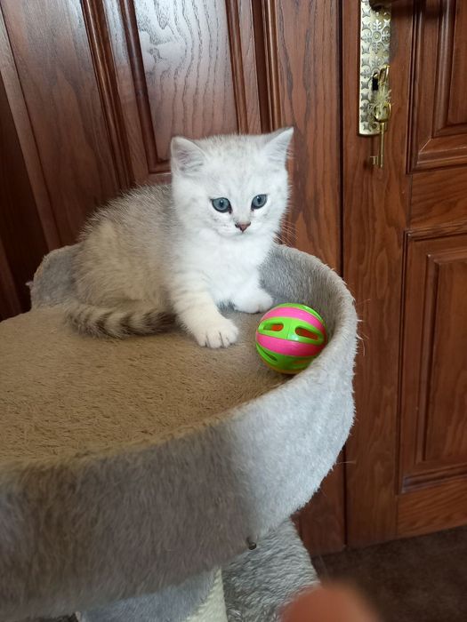 Котята, британская шиншила, чистокровные