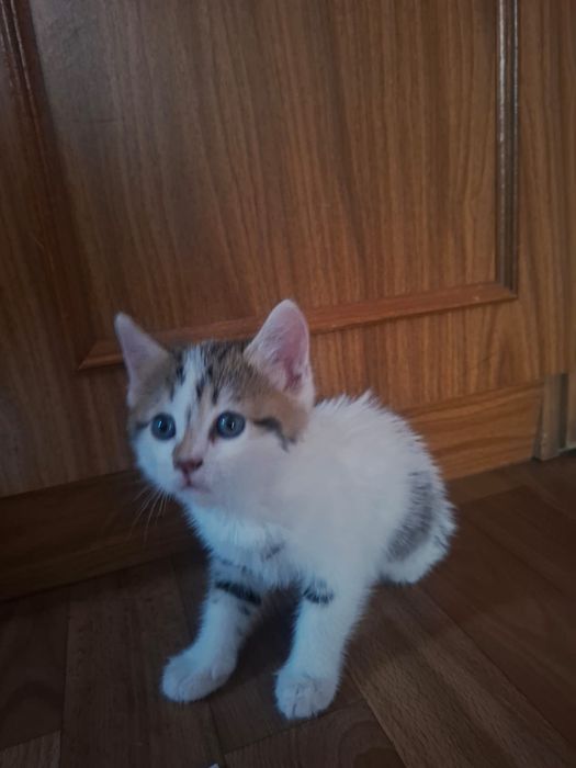 Котенок Бесплатно