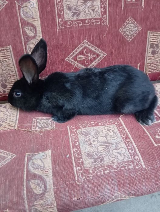 Куён боллари сотилади.